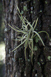 Green Air Plant at the University of South Florida