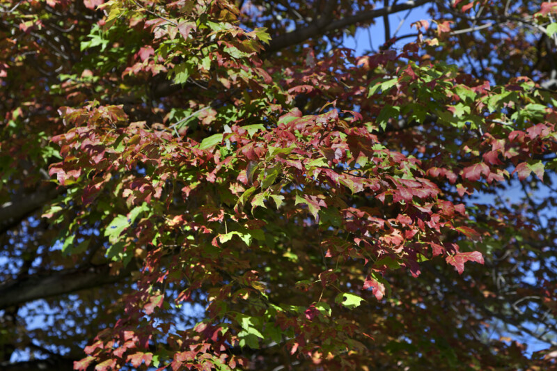 Green and Red Leaves on a Tree at Boyce Park