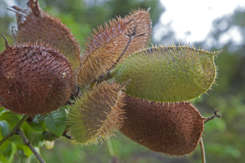 Green and Red Seed Pods with Numerous Spines