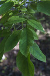 Green Ash Leaves