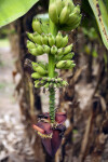 Green Bananas