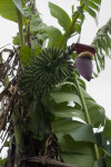 Green Bananas from Below