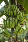 Green Bananas