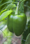 Green Bell Pepper Attached to Stem
