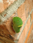 Green Caterpillar