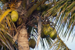 Green Coconuts