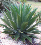 Green Goblet Agave