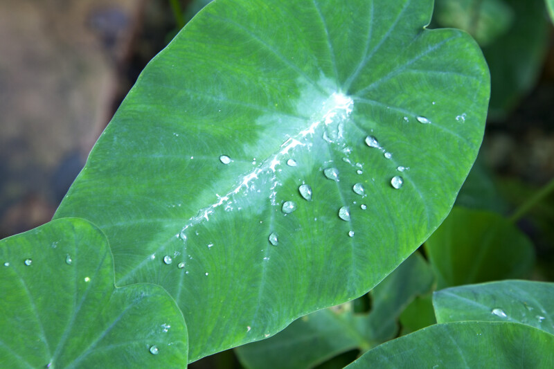 Green, Heart-Shaped Leaf with Water Droplets on its Surface the Kanapaha Botanical Gardens