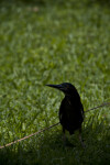 Green Heron in Grass