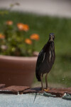 Green Heron on Brick