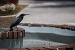 Green Heron on Fountain