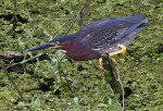 Green Heron Perched on a Branch