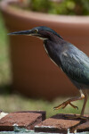 Green Heron Walking