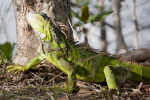 Green Iguana Looking Up