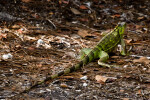 Green Iguana Rear View