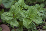 Green Lavender Mint Leaves