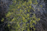 Green Leaves Above Dry Branches