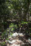 Green Leaves and Brown Branches of  a Crabwood