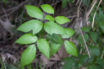 Green Leaves and Pink Stem