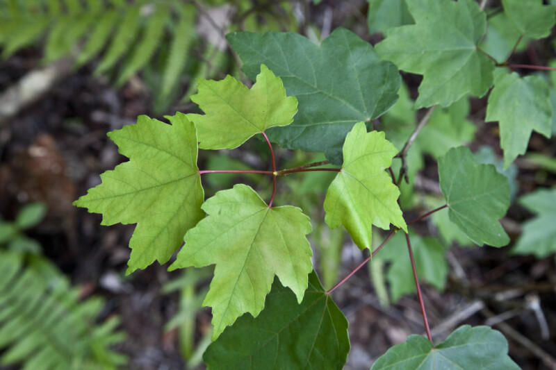Green Leaves and Purple Stems of Maple Tree