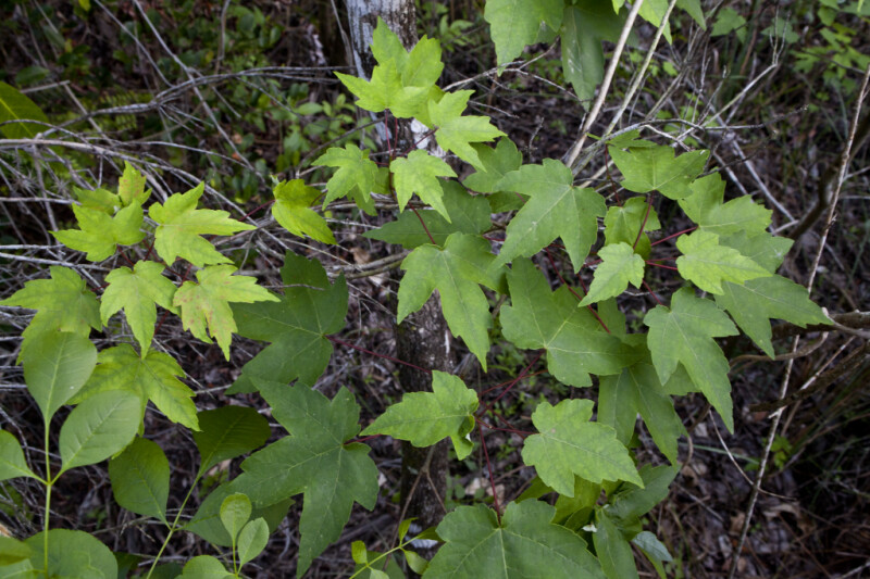 Green Leaves and Red Stems of Maple