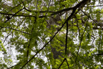 Green Leaves Extending from Branches of Bald Cypress