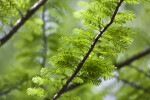 Green Leaves Growing from Either Side of Bald Cypress Tree Branch