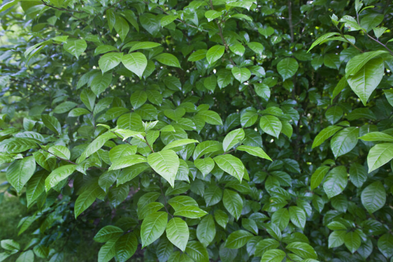 Green Leaves of a Japanese Orixa