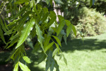 Green Leaves of a Pecan Tree