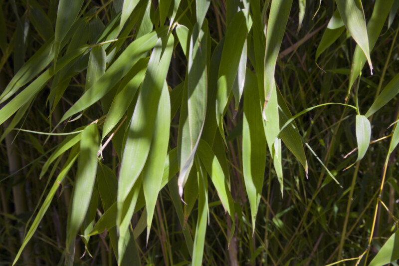 Green Leaves of a Timber Bamboo Plant