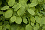 Green Leaves of an Eastern Leatherwood