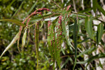 Green Leaves with Dark Red-Purple Dots