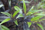 Green Leaves with Indentations