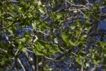 Green Leaves with Serrated Edges