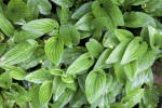 Green, Lined, Little White Soldier Leaves at the Kanapaha Botanical Gardens