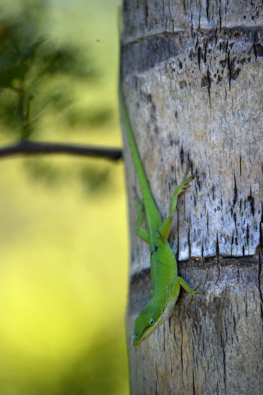Green Lizard Close-Up