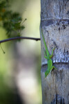 Green Lizard on Tree