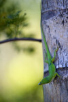 Green Lizard With Head Raised