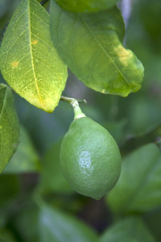 Green Meyer Lemon at the Kanapaha Botanical Gardens