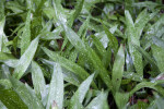 Green "Milky Way" Cast Iron Plant Leaves with White Spots