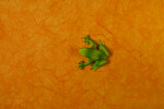 Green Plastic Frog