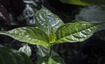 Green, Reflective 'White Lightening' Leaves