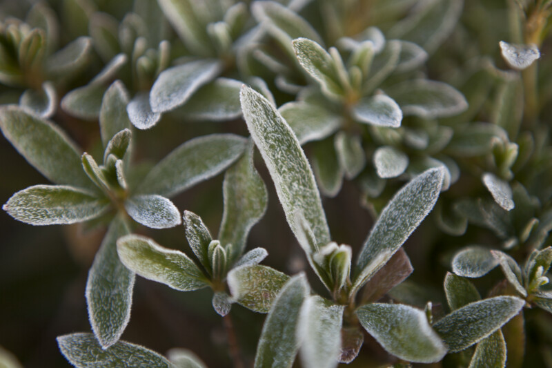 Green Rhododendron Leaves Lightly Covered in Frost