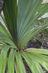 Green, Ridged Succulent Leaves