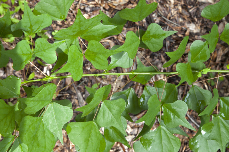 Green, Rounded, Pointed Coral Bean Leaves