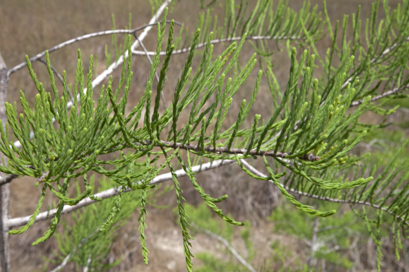Green, Scale-Like Bald Cypress Leaves