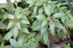 Green, Serrated Hot Water Plant Leaves