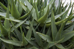 Green, Sharp, Serrated Aloe Leaves