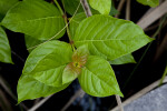 Green, Shiny Leaves