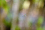 Green Spider in Center of Web